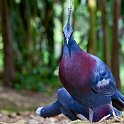 slides/IMG_1130.jpg victoria, crowned, pigeon, bird, wildlife, crest, feather, colour, bird park, kuala lumpur, malaysia SEAK10 - Victoria Crowned Pigeon, Bird Park, Kuala Lumpur, Malaysia
